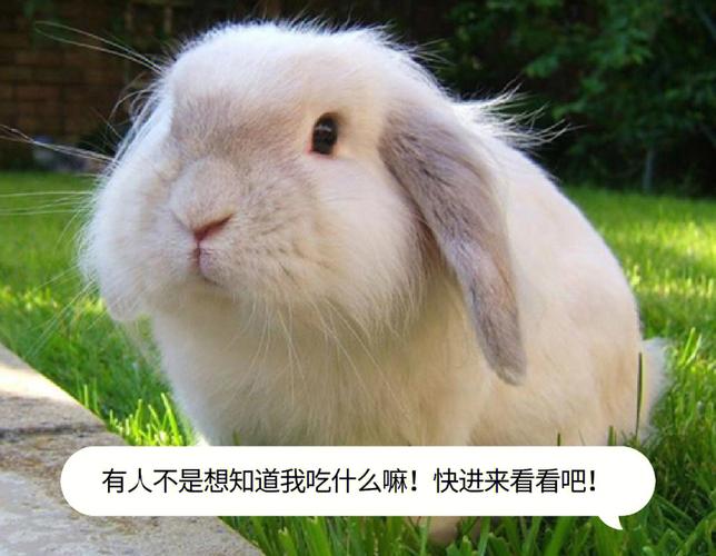 小白兔喜欢吃什么东西（小白兔可以吃胡萝卜吗）