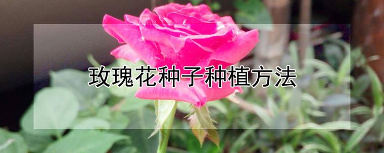 玫瑰花种子种植方法（玫瑰花种子在哪里可以获得）