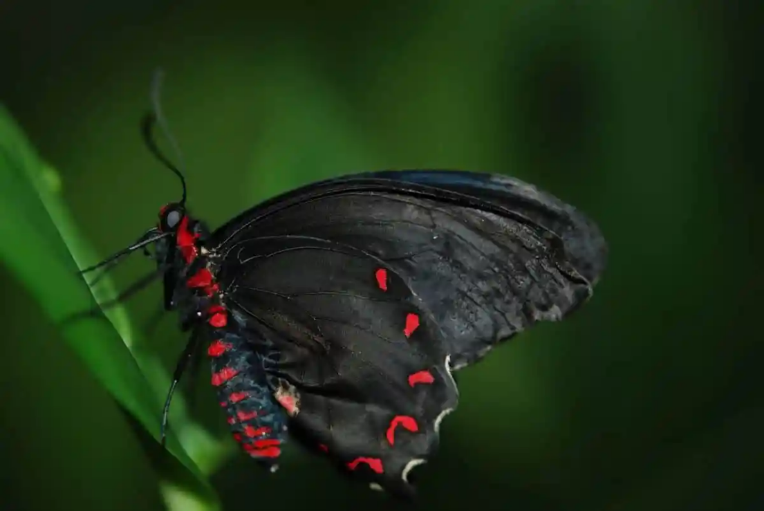 黑蝴蝶代表什么意思（看到黑色的蝴蝶预兆寓意如何）