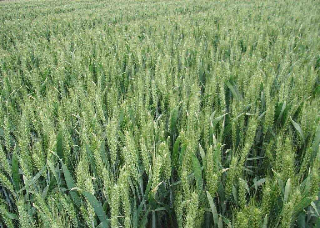 目前最好的小麦品种(小麦品种改良的必然性)