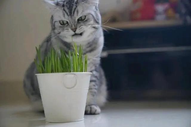 猫草是什么植物的种子(猫草是什么植物的种子怎么种)