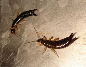 我在卫生间地下看到了一种虫子,他全身都是黑色的 大概3厘米长 脚非常短大概1 2毫米 已经被我用尺子砍死了 前头也有触角 但2毫米左右 非常短 尾巴一对尖尖的请问这是什么虫子啊 