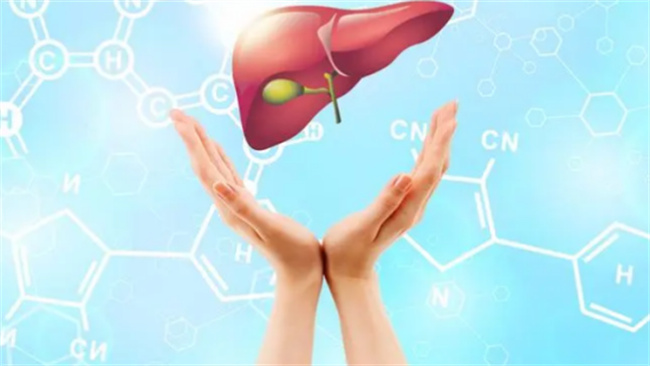 肝脏在人体中有哪些功能  肝脏在哪个部位