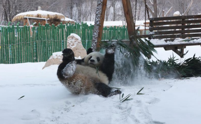 ​大熊猫在东北雪地打滚撒欢儿 大熊猫不怕冷吗
