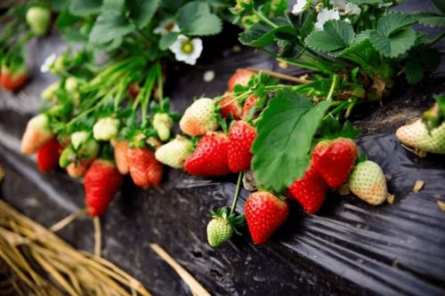 在威海过大年 14 10期 摘草莓,度过一个酸酸甜甜的温暖假期