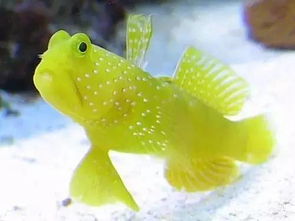 全世界最稀奇古怪的鱼,你见过几种