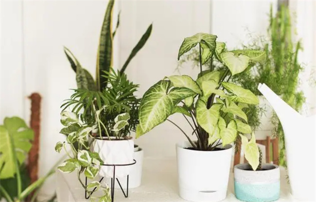 这些可以净化空气的室内盆栽植物 你家有养吗