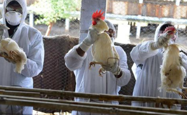 荷兰农场再度暴发禽流感疫情 逾6万只家禽被扑杀 要如何预防呢