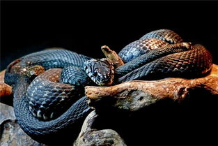 女人梦见两条黑色大蟒蛇(梦见两条黑蟒蛇缠在一起是什么意思)