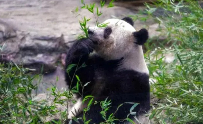 日本大熊猫粉丝团来川看香香 有哪些意义