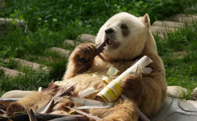 ​棕色大熊猫“七仔”静享秋日时光 为什么会有棕色大熊猫