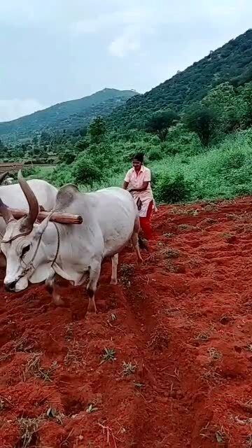 印度的农村,印度女人正在用牛耕地,很不容易 