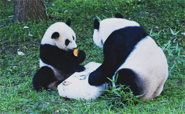 旅美大熊猫“美香”一家三口启程回国 有哪些意义