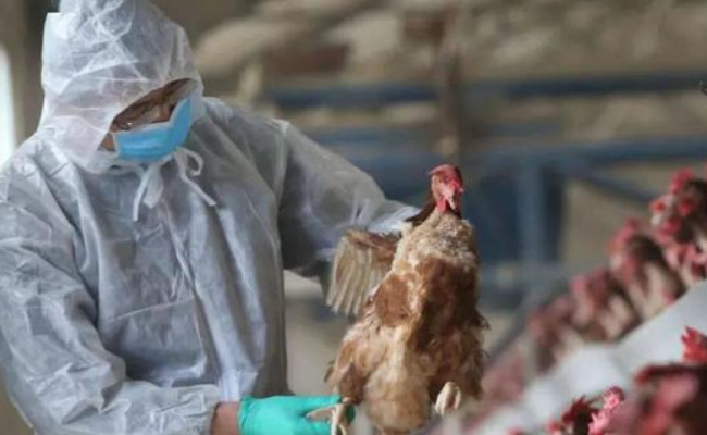 ​疫情在欧洲蔓延 法国一养殖场发现高致病性禽流感病 要如何预防呢
