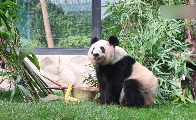 丫丫吃饭嘎嘣脆 大熊猫可以吃哪些食物