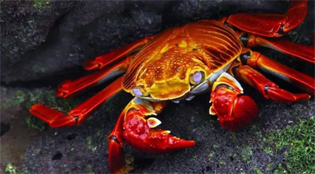 ​螃蟹死多久不能食用 螃蟹死多久不能食用