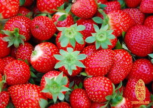 做梦梦见摘草莓吃 周公解梦 