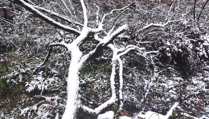 今明两天吉林大范围雨雪天气持续 长春迎来今冬首场降雪