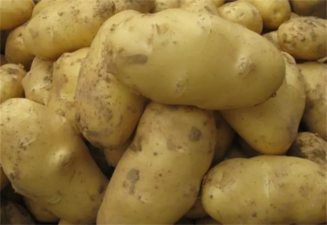 马铃薯是土豆吗 马铃薯的生长环境