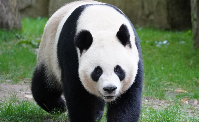 大熊猫喜欢爬树与什么有关 大熊猫是猛兽吗