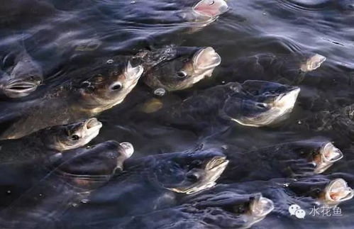 如何判断爆发性鱼病死鱼 缺氧翻塘死鱼 投毒死鱼和污染死鱼