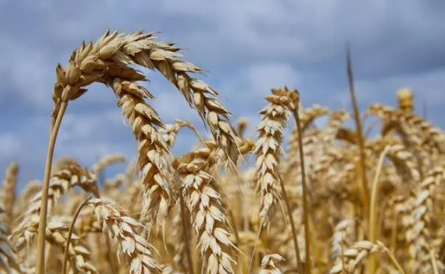 2024年全球小麦玉米价格预计下跌 有哪些影响