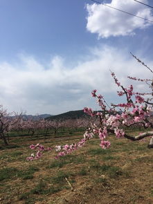 去那桃花盛开的地方 北京郊区一日游 3月中到4月中最佳