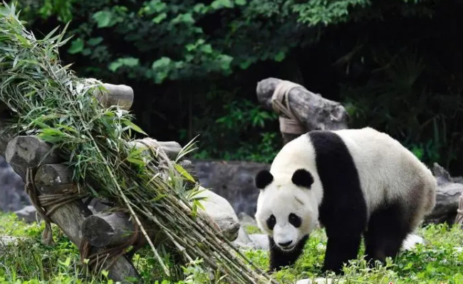 今年有17只旅居大熊猫返回家乡了吗