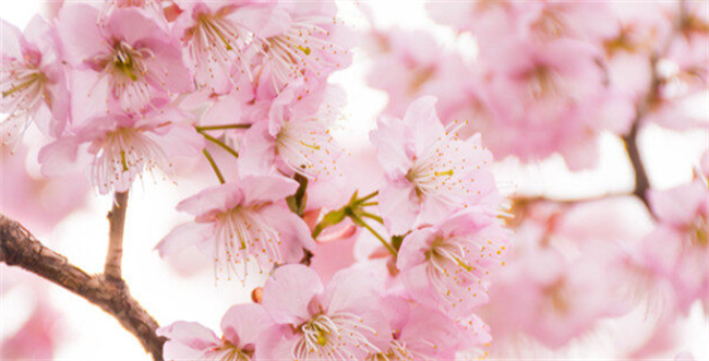 樱花的花语是什么 樱花暗示的什么意思