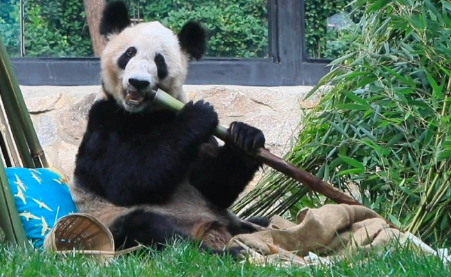 ​丫丫开始冲刺年底干饭KPI 熊猫正常体重为多少