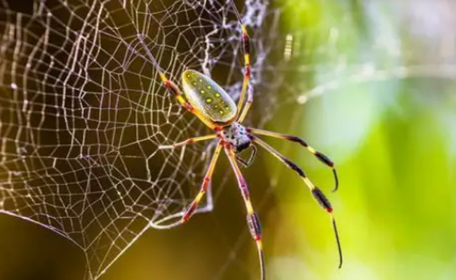 蜘蛛丝比钢还坚固吗，为什么说蜘蛛丝比钢坚固