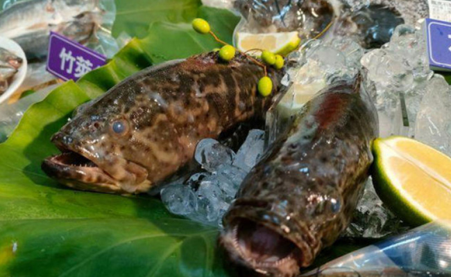 ​海关总署决定自12月22日起恢复台湾地区石斑鱼输入 有哪些好处