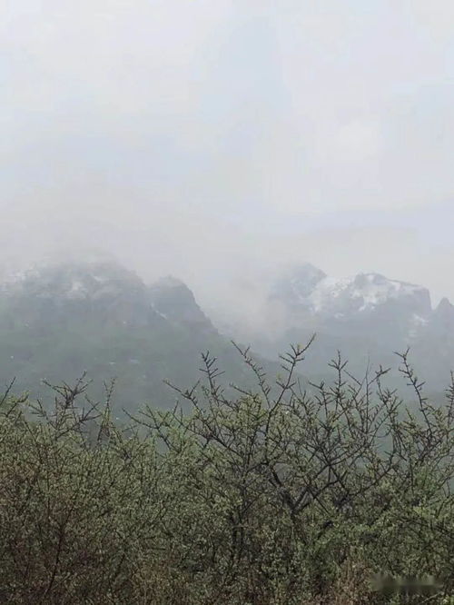 5月飘雪 门头沟灵山下雪了