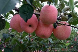 山东红富士苹果树苗 红富士苹果苗新品种 红富士苹果树树苗 
