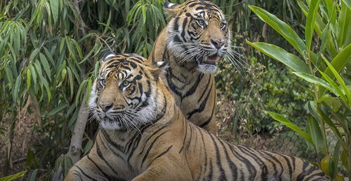 老虎起源于中国,那么苏门答腊岛上的老虎是怎么来的