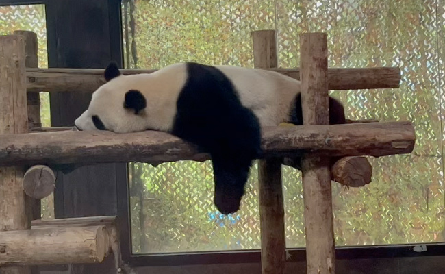原来熊猫也会有心事，熊猫有心事怎么表达