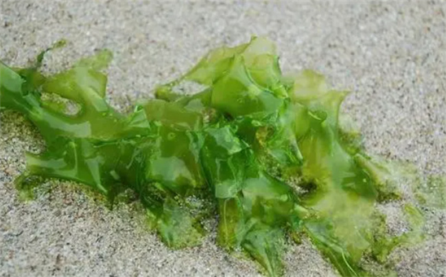 海藻功效和作用是什么 海藻对甲状腺结节有好处吗