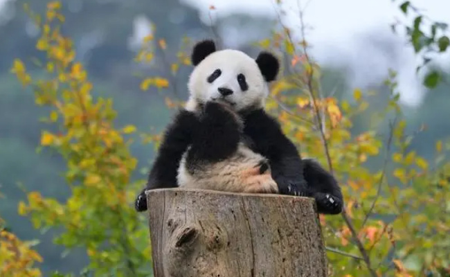为何说国宝熊猫是和合之道