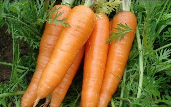 ​胡萝卜的“亲戚”是谁,胡萝卜和孜然的功效