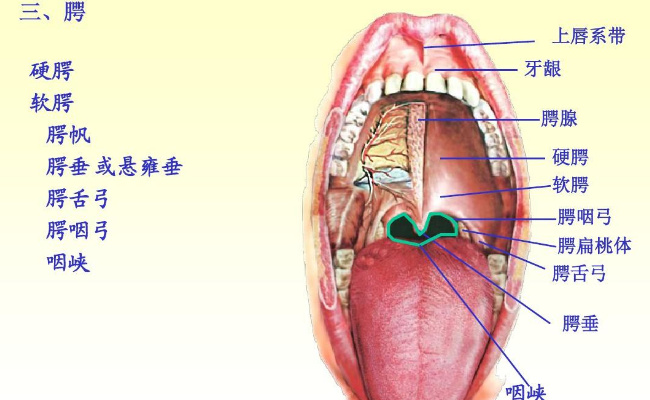 悬雍垂分叉是什么原因  喉咙中间的小舌头有什么用