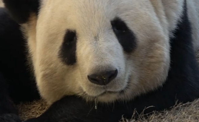 大熊猫睡觉口水被冻成冰溜子 大熊猫睡觉的时候会打呼噜吗