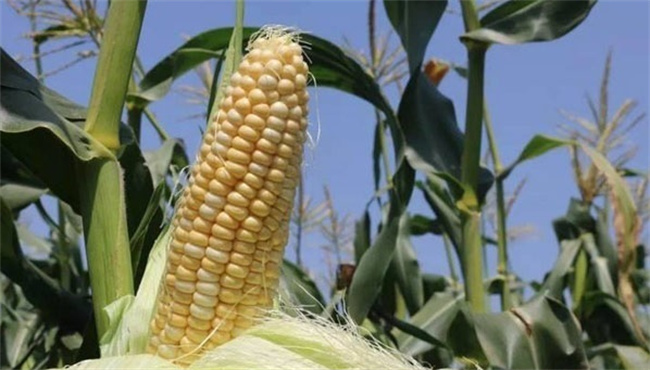 生鲜玉米和普通玉米的区别 新鲜玉米和干玉米的区别