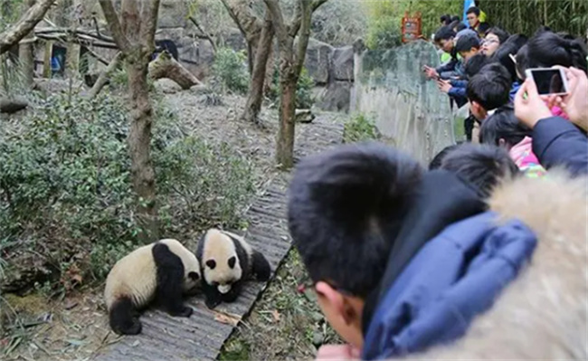 都江堰熊猫谷通报游客不文明行为 两人被终身禁入 有哪些游客不文明行为