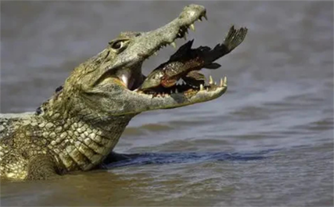 鳄鱼在吃猎物时会流泪的原因 鳄鱼掉眼泪是什么意思