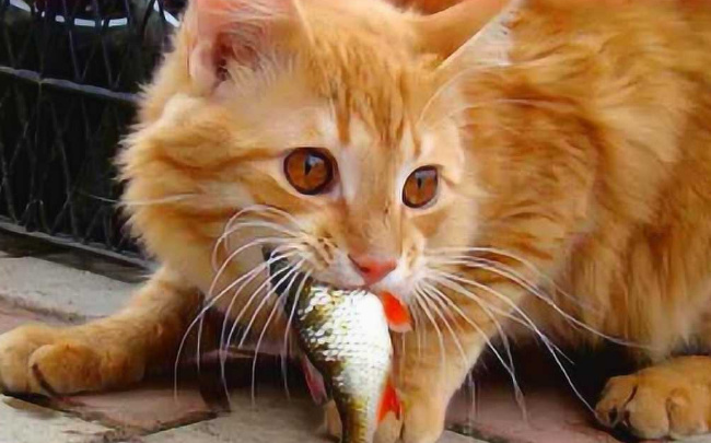 ​猫吃鱼为什么不怕刺卡到 猫咪吃鱼有什么好处