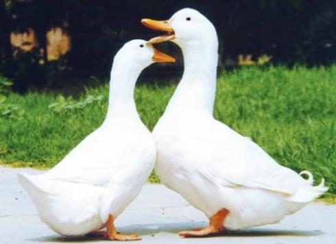建阳特产-白羽半番鸭