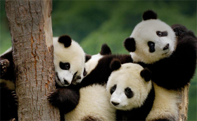 我国大熊猫野外种群总量有多少只