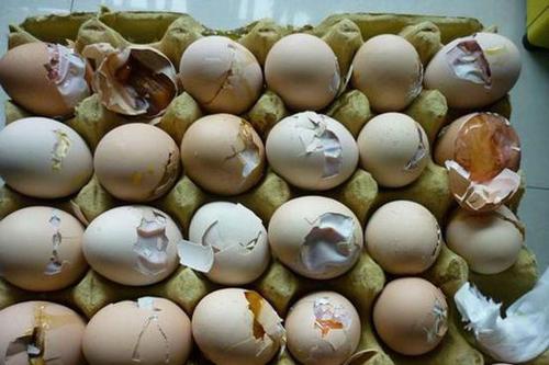 女人梦见鸡蛋 女人梦见鸡蛋有啥预兆