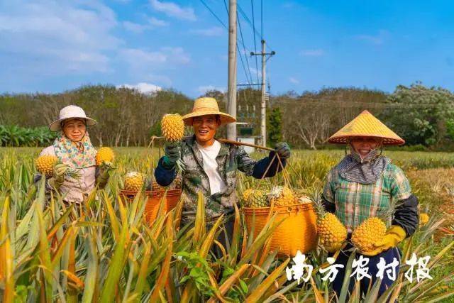 “摸底”广东土特产：你想当“广东小菠萝”还是“广东小荔枝”？