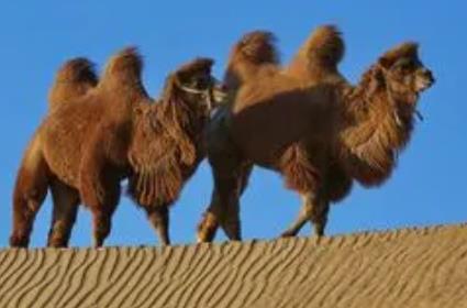 民勤特产-布艺大漠灵驼